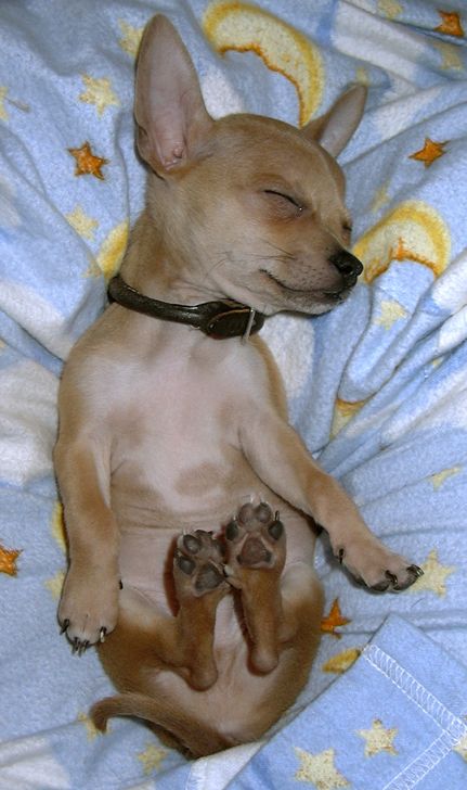 chihuahua sleeping