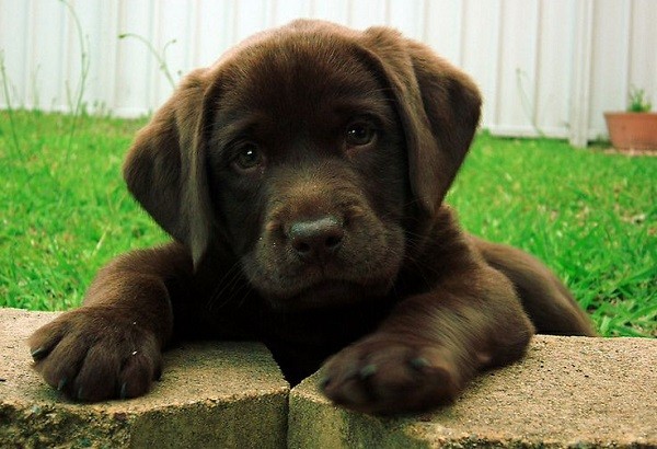 chocolate labrador retriever puppy