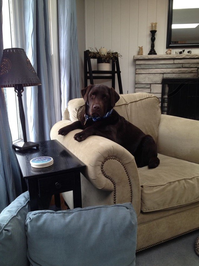 chocolate labrador sitting arm chair