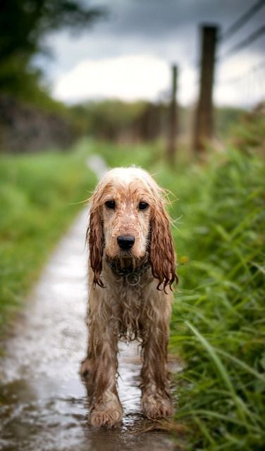 cocker spaniel 16a
