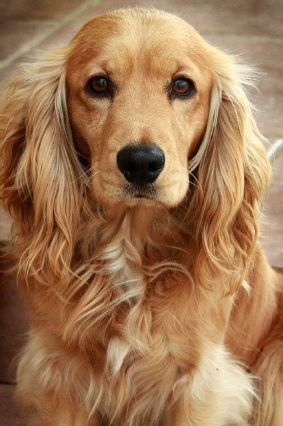 cocker spaniel dog eyes