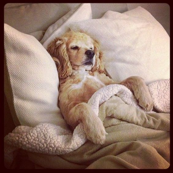 cocker spaniel in bed