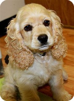 cocker spaniel love