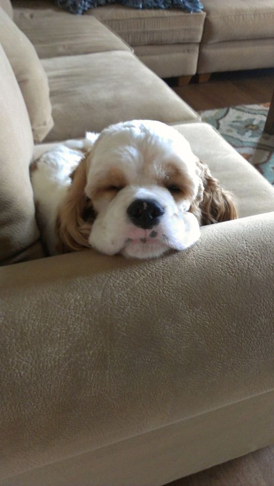 cocker spaniel on couch