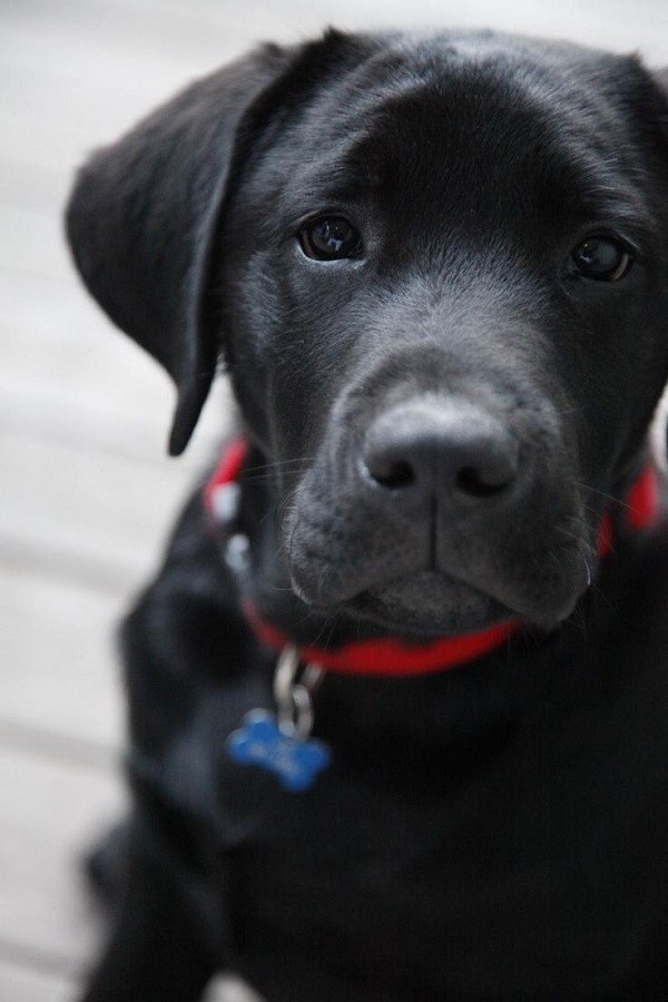 cute black labrador watch pics