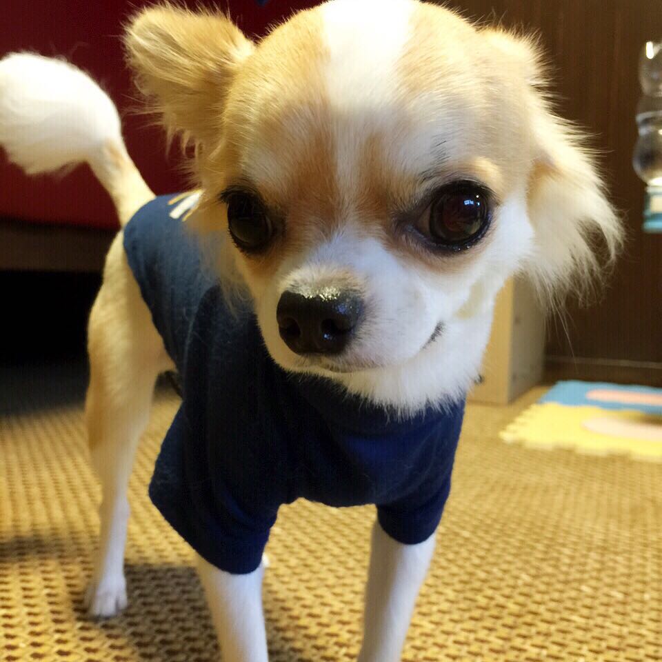 cute chihuahua