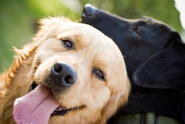 cute face joy golden retriever