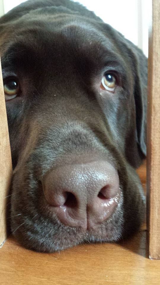 cute lab face photo pics eyes