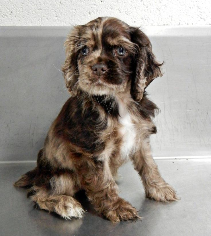 cute puppy cocker spaniel