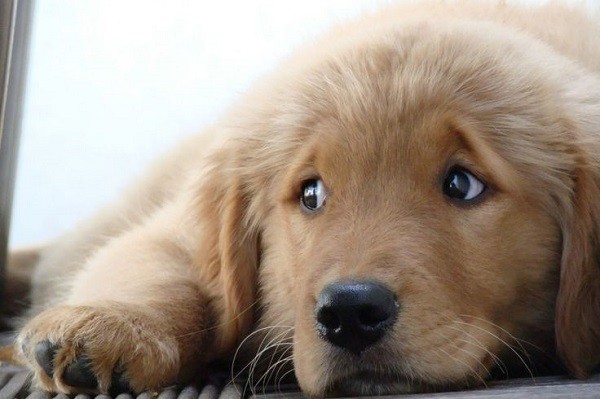 cute puppy dog golden retriever eyes