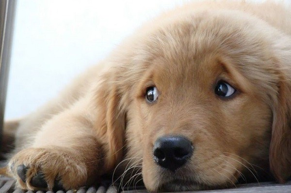 cute puppy dog golden retriever eyes