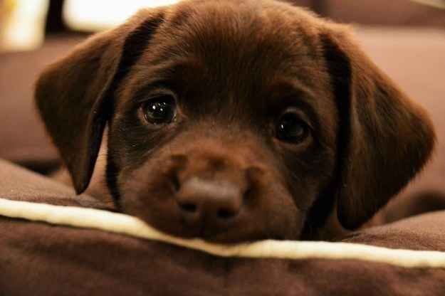 cute puppy eyes photo