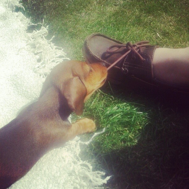 dachshund and shoelaces