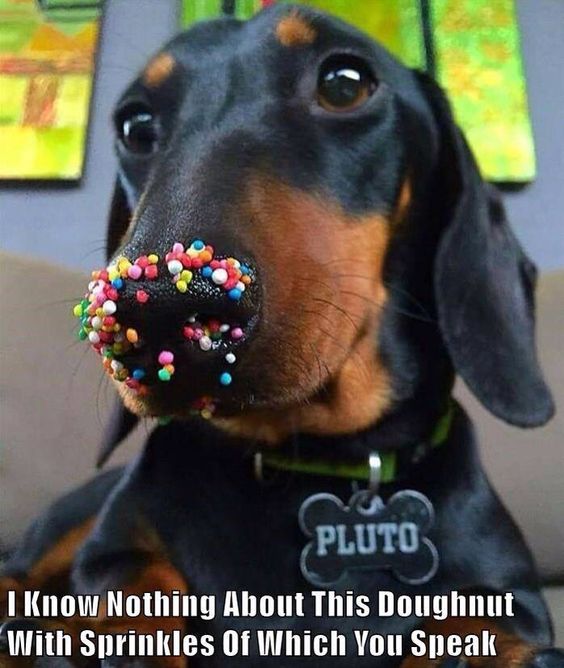 dachshund crazy