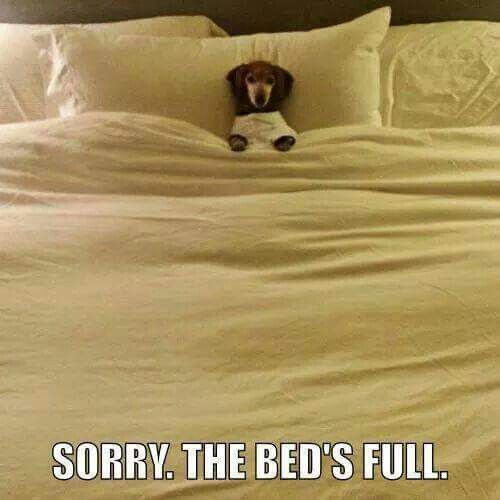 dachshund in bed