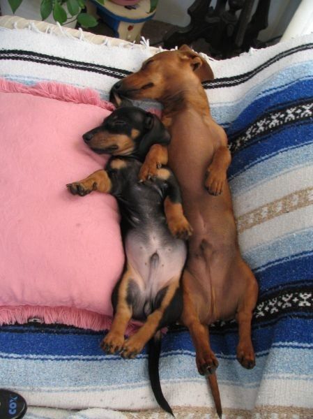 dachshunds sleeping
