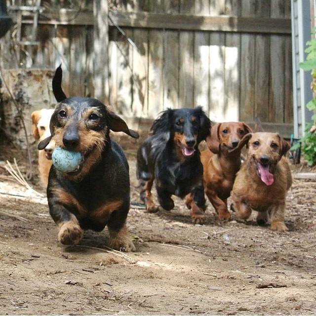 dachshunds