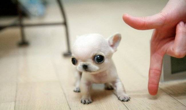 My index finger is taller than this tiny pooch.