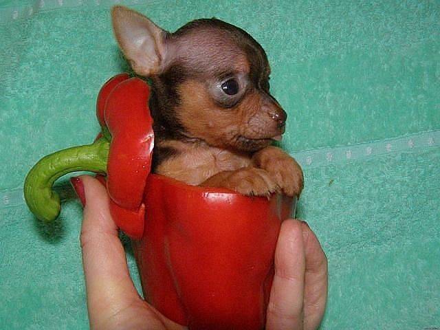 Who ordered the stuffed pepper?