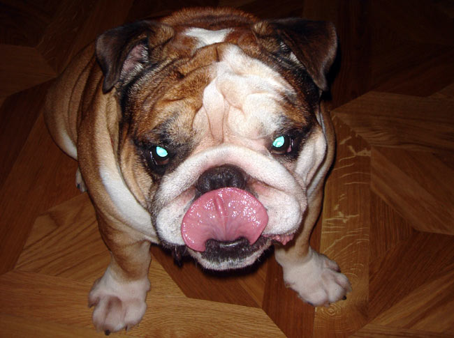 english bulldog eyes