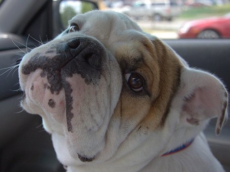 english bulldog love