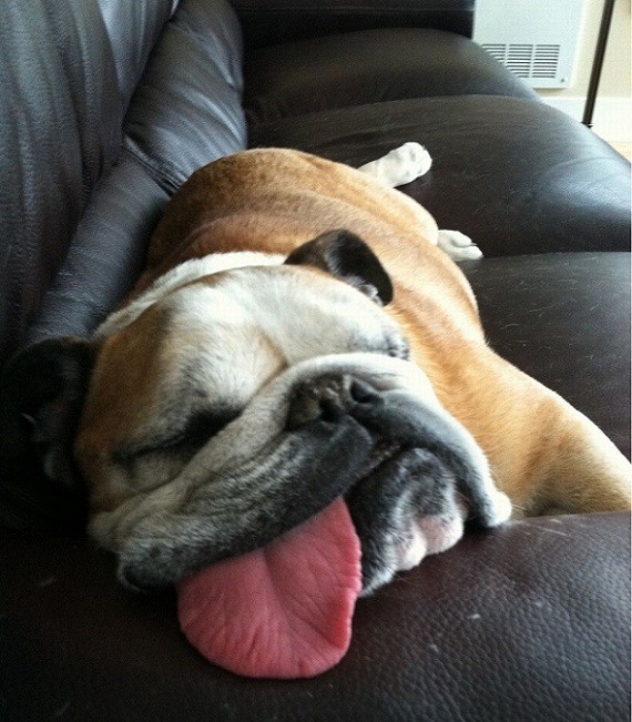 english bulldog on couch