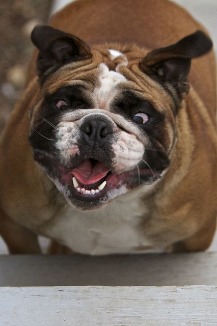 english bulldog running