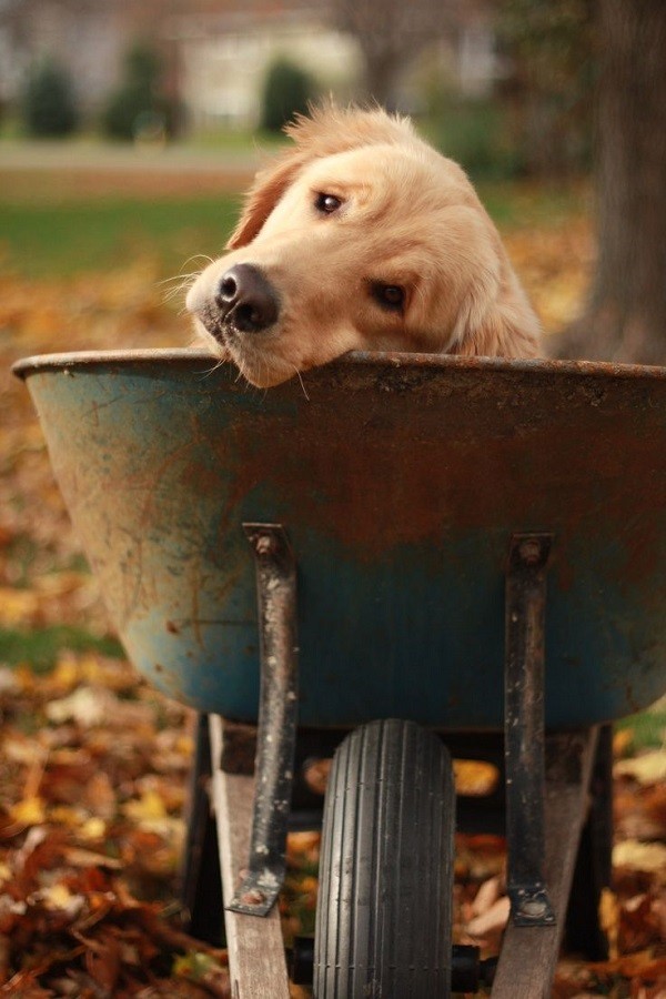 eyes golden retriever photo
