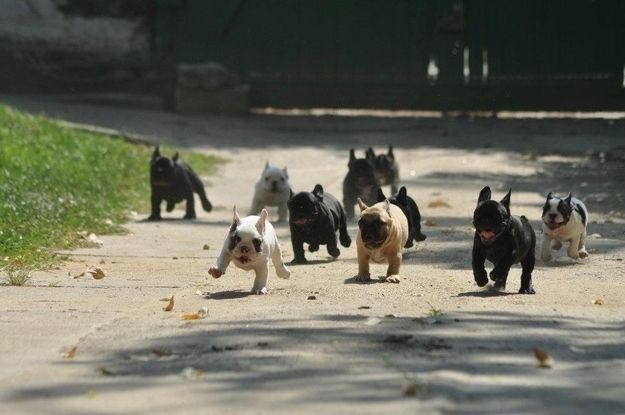 french bulldog 5