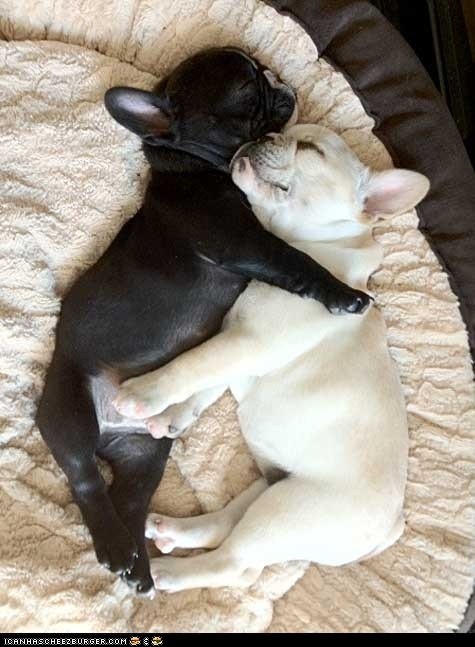 french bulldog 6