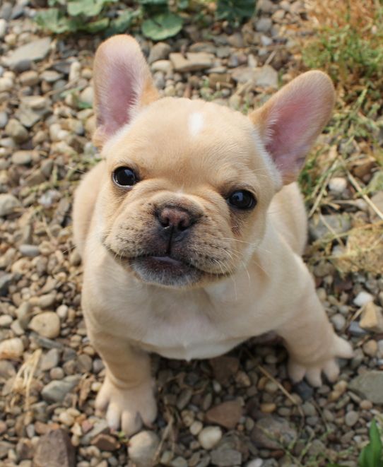 french bulldog 7