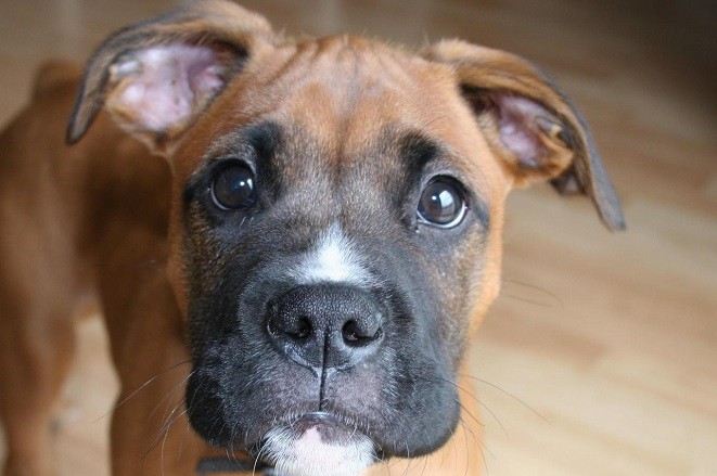 funny-boxer dog eyes