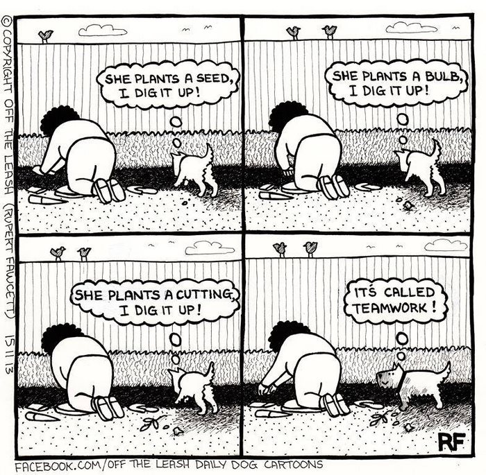 Funny Dog Cartoons