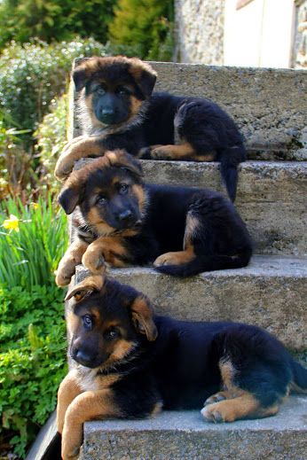 german shepherd 3