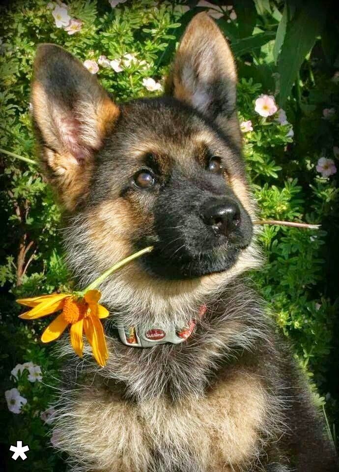 german shepherd 7