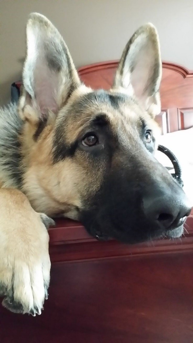 german shepherd alone face