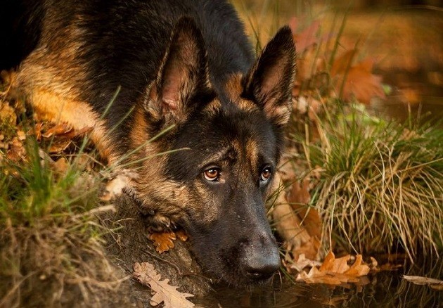 german shepherd eyes photo water