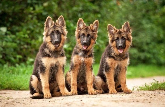 german shepherd puppies