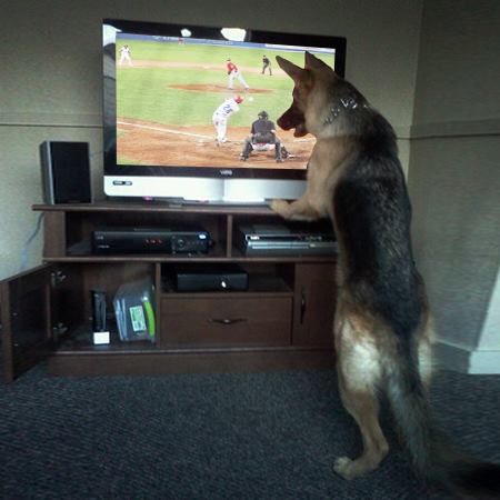 german shepherd watching TV