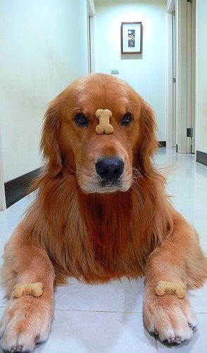 golden retriever 15b