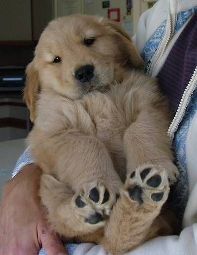 golden retriever 3