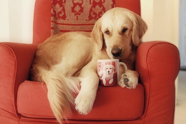 golden retriever armchair cup