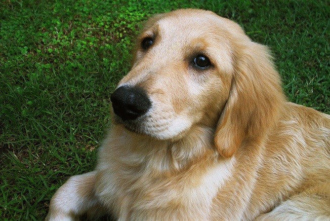 golden retriever face eyes