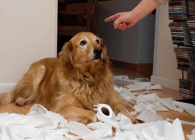 golden retriever guilty