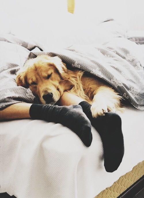 golden retriever nap time pics