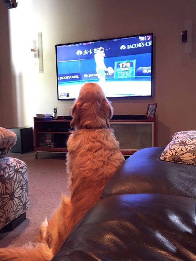 golden retriever watching TV