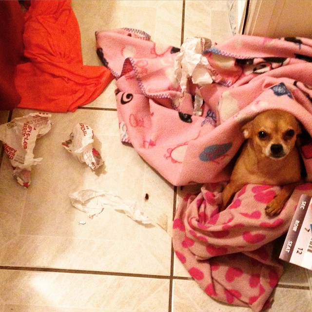 guilty chihuahua