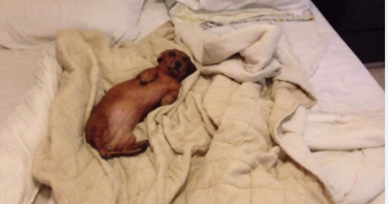 dachshund lying in bed