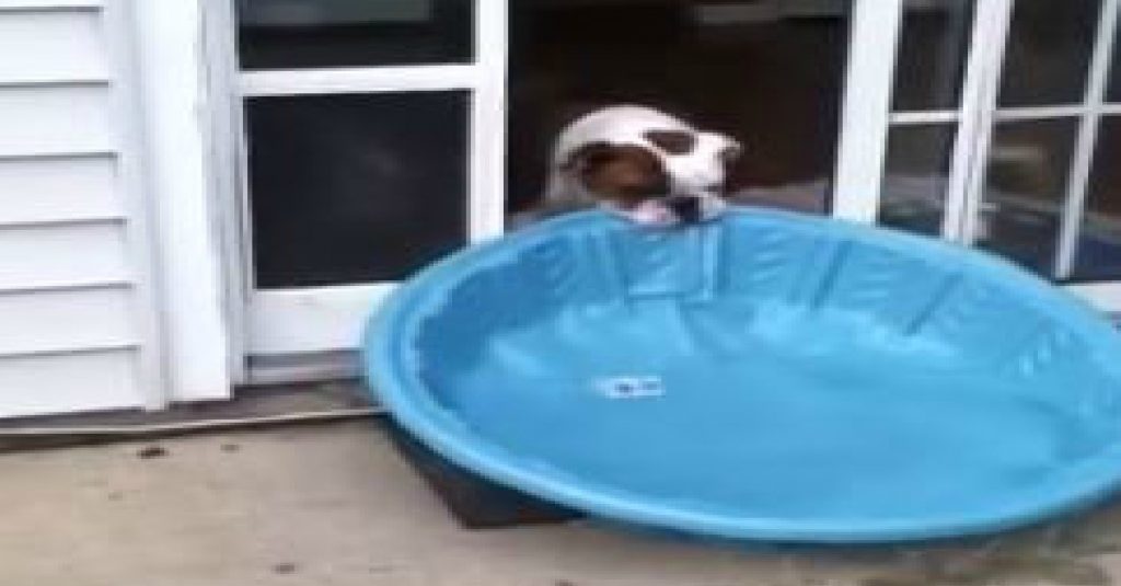 gus-vs-pool