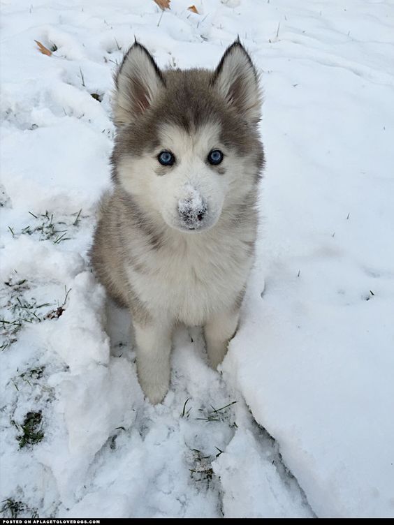 husky 5a